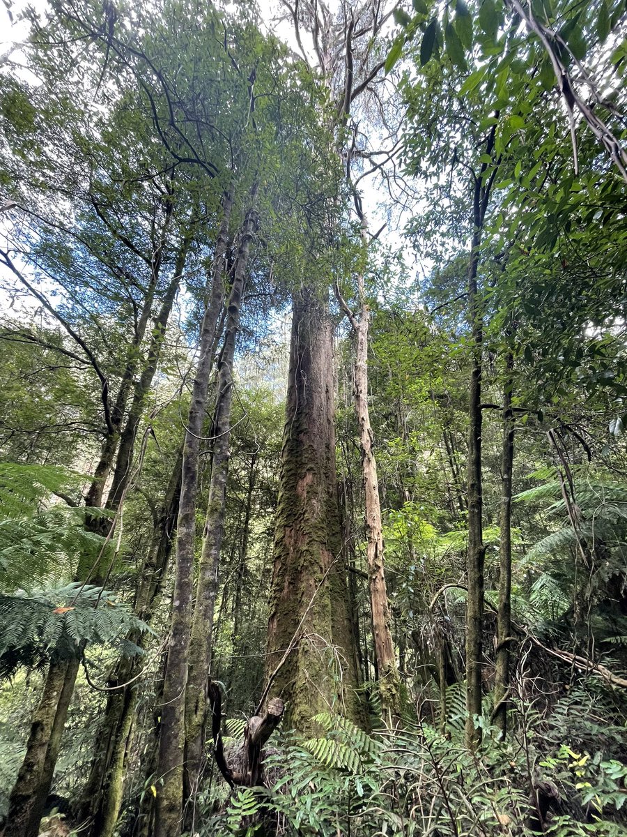 sueroberts7's tweet image. I believe it’s the Mountain Ash that is the tallest flowering tree in the world 🌿😊 #toolangi #savethetrees #stopnativelogging