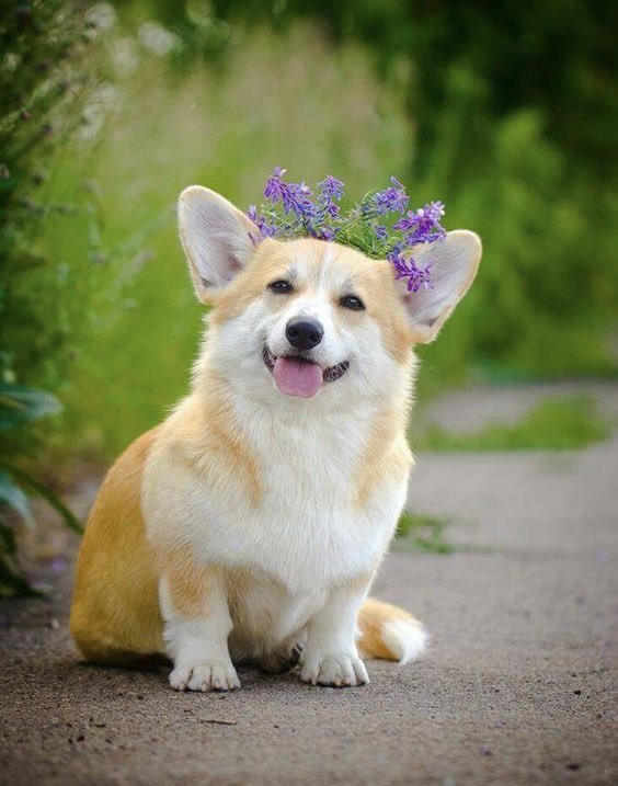 Corgi_Gang_'s tweet photo. #corgi #CorgiLover https://t.co/Y6xSrjXZDm
