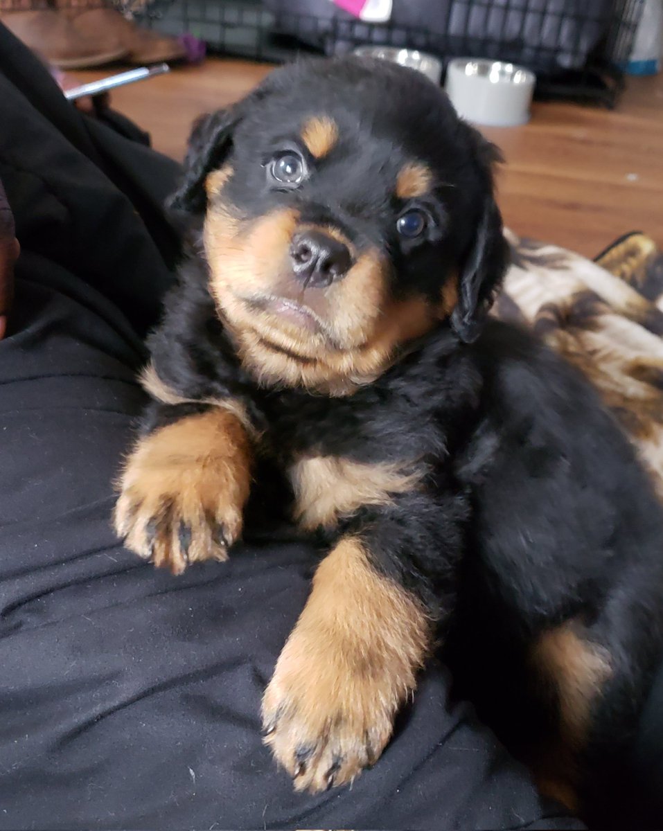 Phylisity tweet media