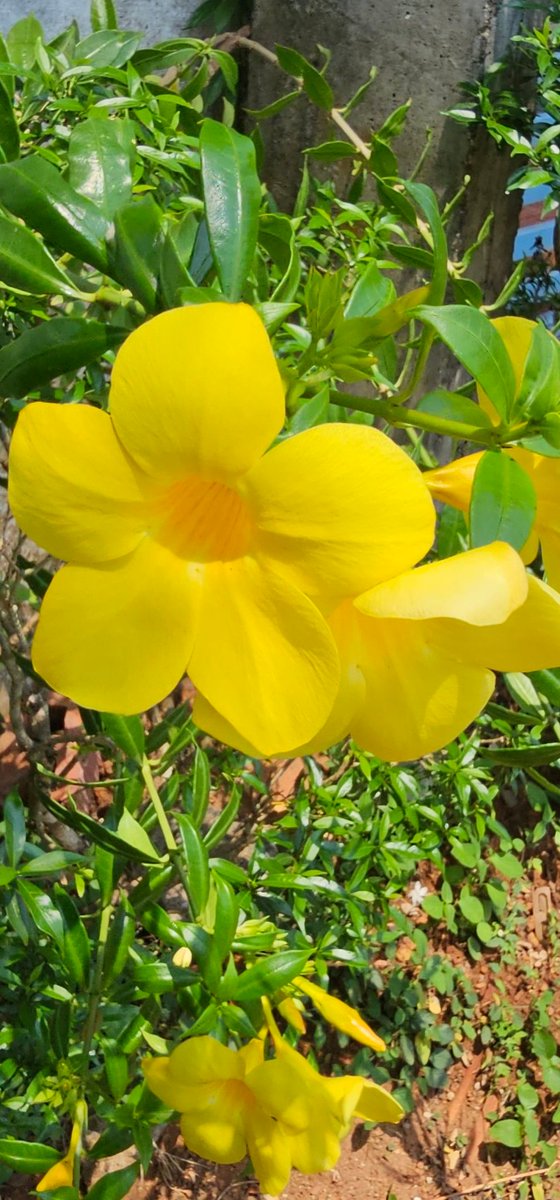 Suby ReleaseSanjivBhatt on Twitter "What's this flower called