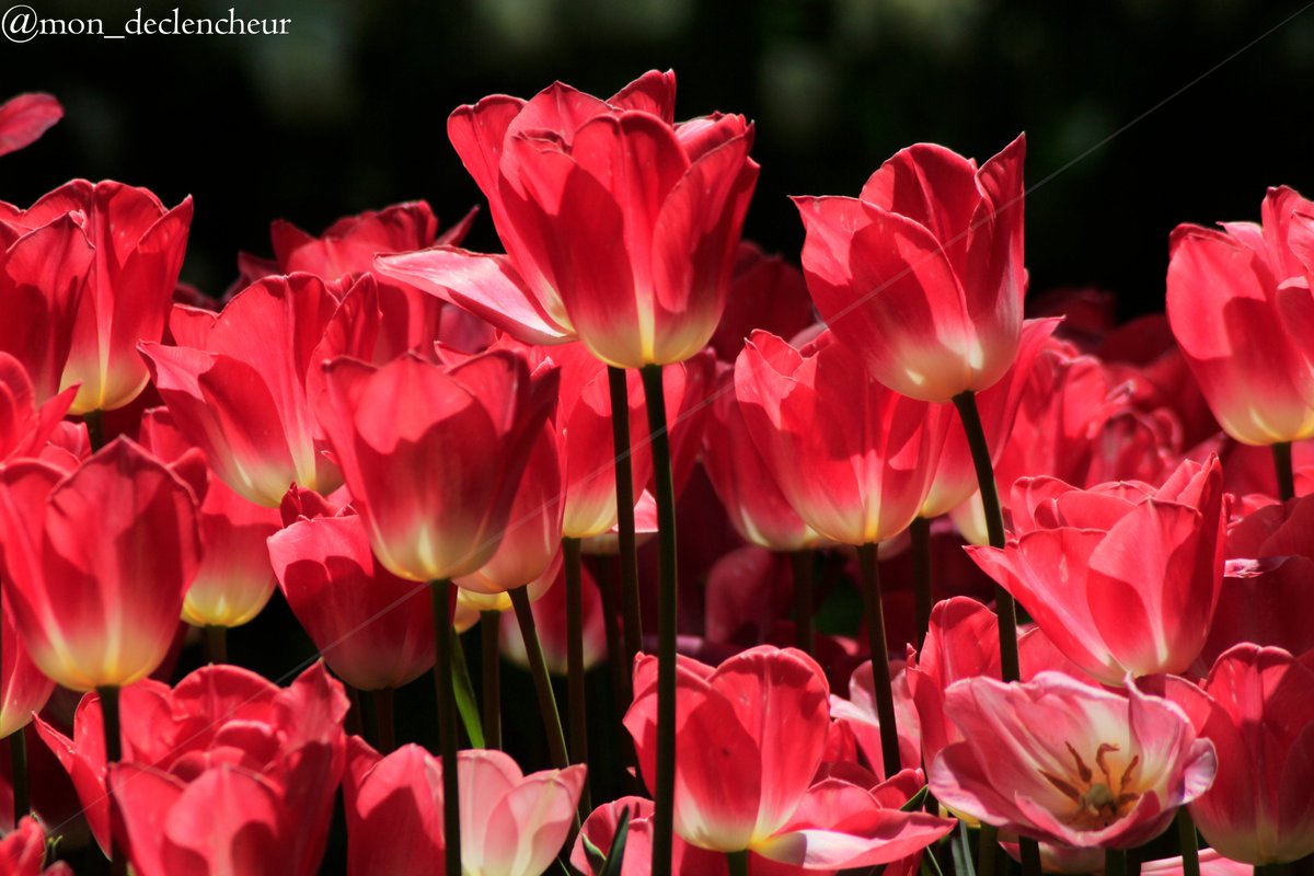 #amazing #colors #nature #natural #flora #floral #flowers #botany #plant #flowerstagram #photography #photo #photos #naturephotography #photographer #shooting #canon #canonphotos #canon_photos #mycanon #closeup #macro #shoot #photooftheday #photoshoot #capture #tulip #tulips