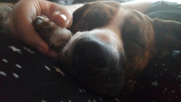 HourlyAwww's tweet photo. Better wish her a happy 2nd birthday
#animals #dog #cat #aww #cute #cats #dogs #pets #love #puppy https://t.co/ZYRCtV2UNu