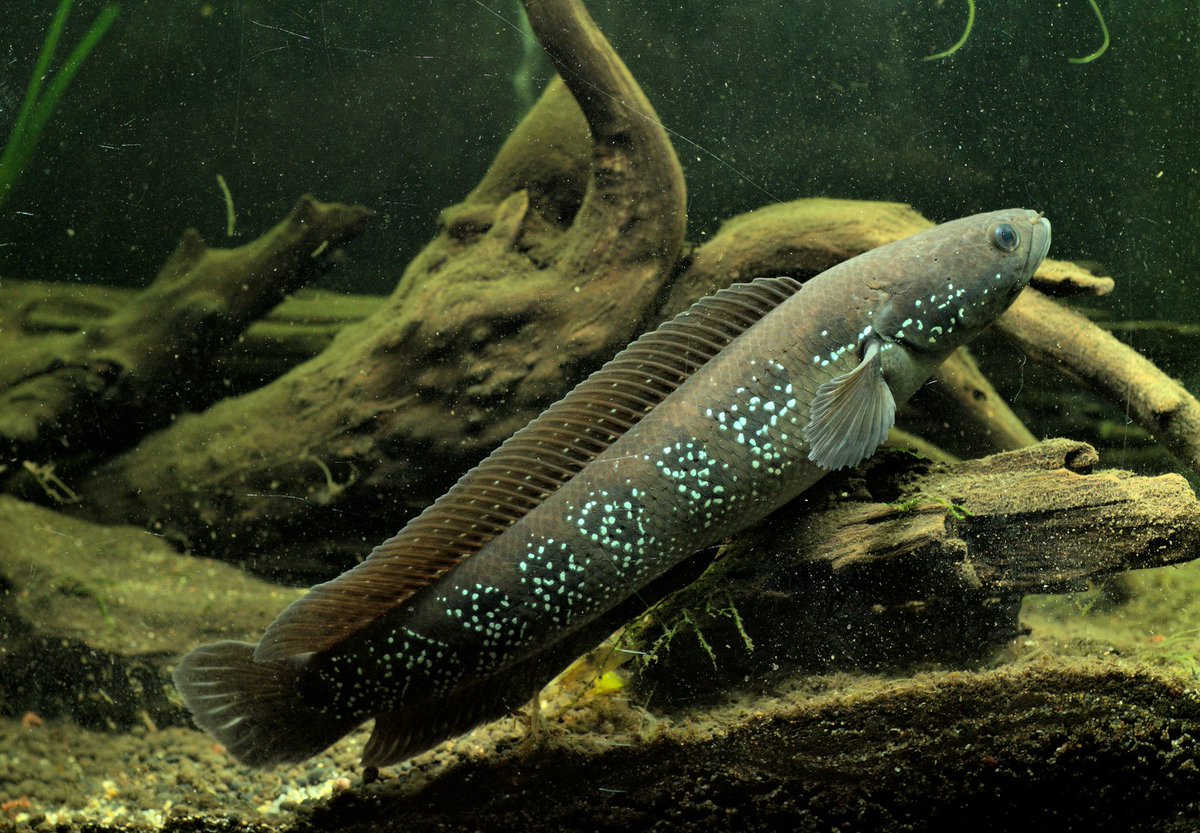 Varanussalvator's tweet photo. #FishEponym: Channa asiatica, a species of snakehead named after the continent of Asia. It is native to the Yangtze & Pearl River basins in central & southern mainland China, Hainan, Hong Kong, Taiwan, and the Red River basin in northern Vietnam.
π·: Tse Chung Yi, Tea Shyi Kai https://t.co/dlTK3fGhbn