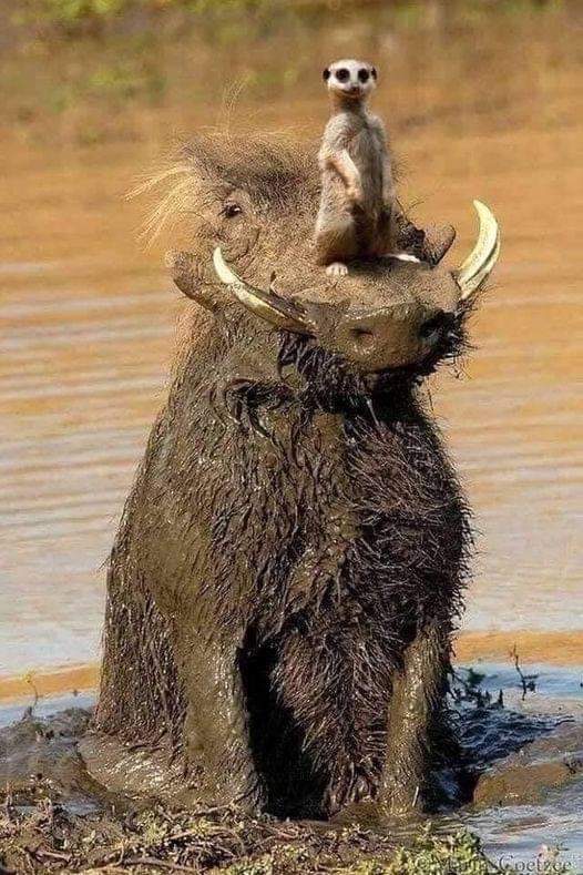 Nature is absolutely amazing.🥰