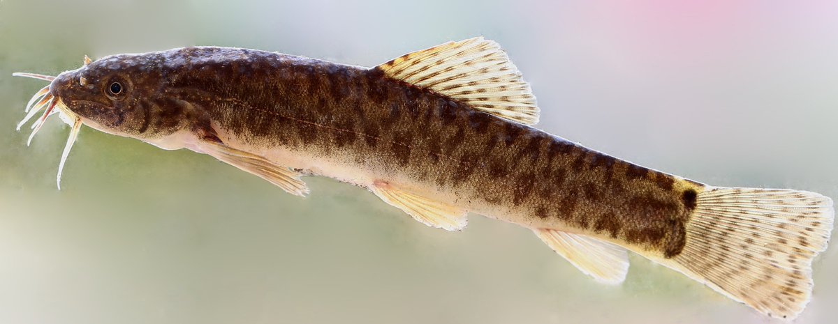 Varanussalvator's tweet photo. #FishEponym: Paracanthocobitis putaoensis, a species of loach described in 2023 from the Mali Hka River drainage in Putao District, Kachin State, northern Myanmar. The Mali Hka is one of the sources of the Irrawaddy.
https://t.co/qqZwqWgG4c
π·: Lin et al. (2023) https://t.co/XEtLWaS1Xh