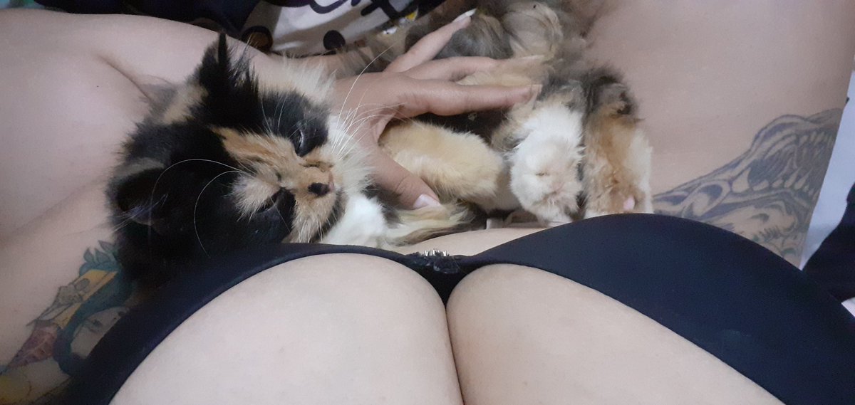 nararut_2534's tweet photo. 🐯ที่บ้านเรามีแมวนะ🐯
ว่างๆๆมาเล่นแมวที่บ้านเราได้นะ
#แปลงยาว
#ฉะเชิงเทรา https://t.co/emZPY317lK
