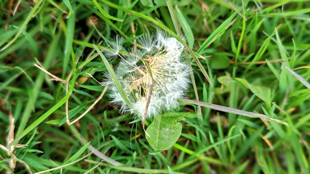 A small piece of natural perfection! 🌼 The Dandelion comes in several different forms, This one has its seed head ready for dispersion. Please let your grass grow - you’ll be amazed at what #wildlife turns up. #KeepItCHAOS #Nature #NoMowMay