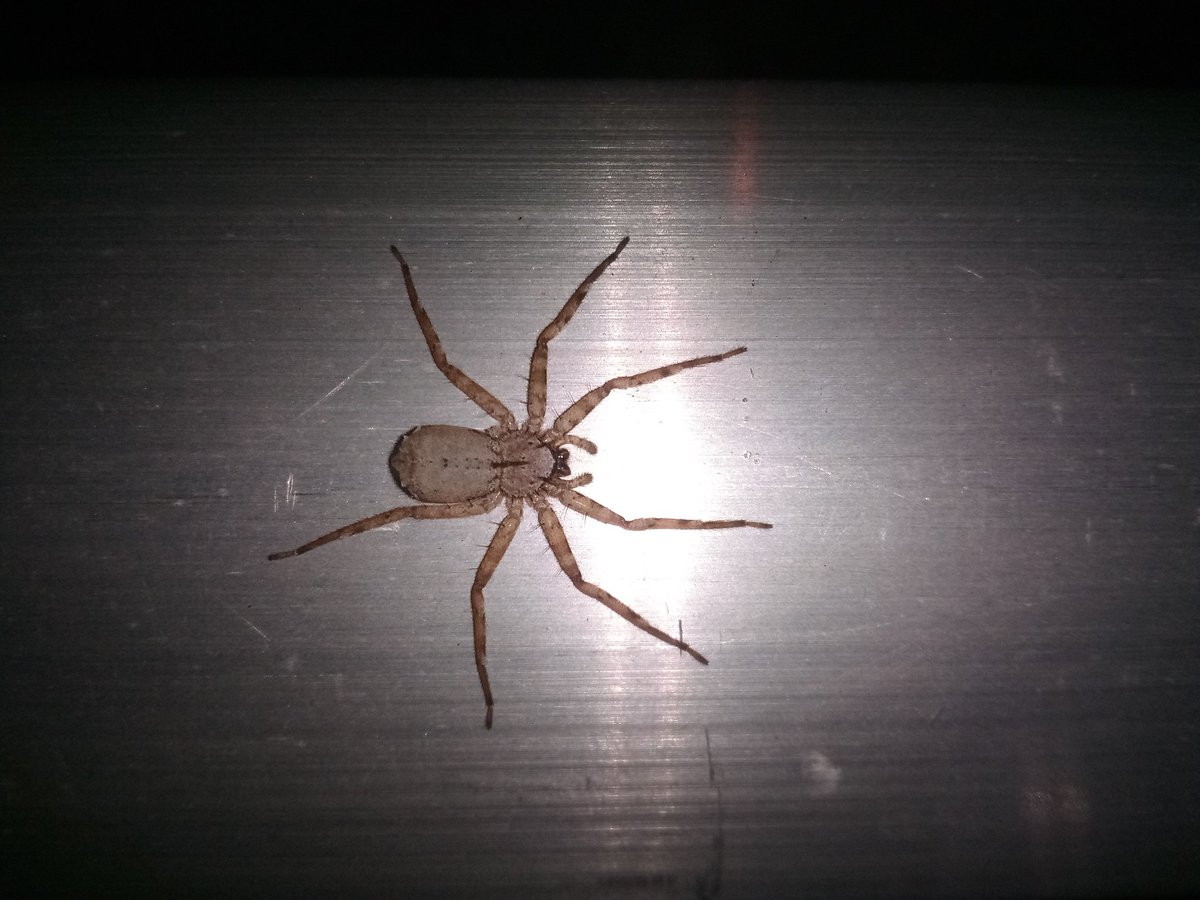 spiderman is cool with batman over here