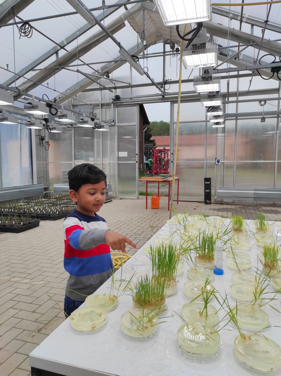All these days, he wanted to be a Firefighter, and today he said, " Baba, I want to be a scientist too, like you!" However, I have to answer many questions that he is asking now! E.g., why not all rice plants look similar?