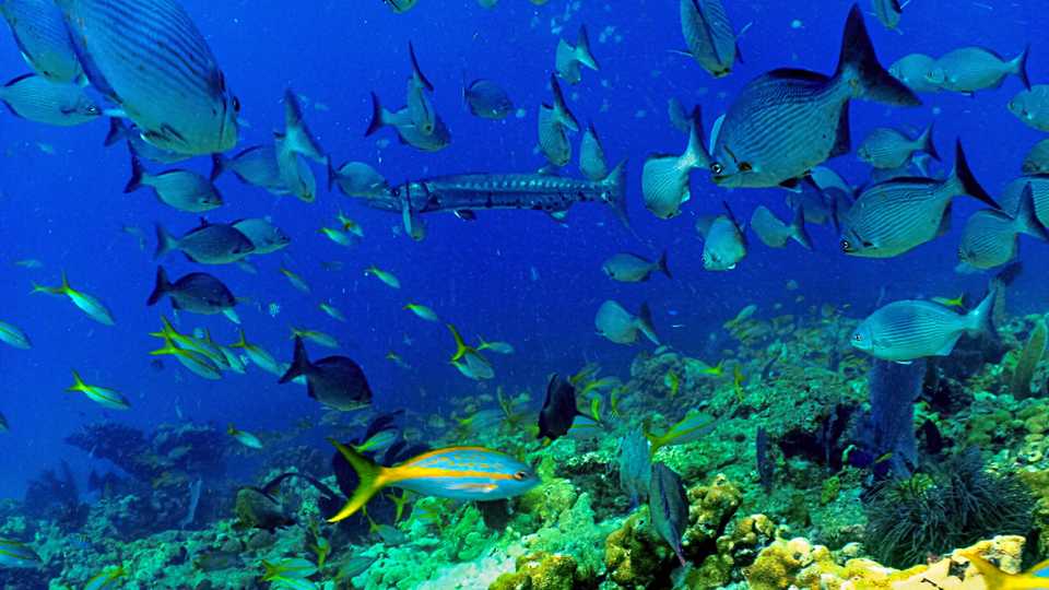 Kirsten Young (@seaspray500) on Twitter photo Fish biogeography in the anthropocene using #eDNA shows genetic diversity is reduced in areas of human exploitation 🐟🐠🐡 Antarctic samples from <a href="/ProtectTheOcea1/">#ProtectTheOceans</a> <a href="/GPScienceUnit/">Greenpeace Science Unit</a> <a href="/gp_sunrise/">Arctic Sunrise</a> @ExeterMarine <a href="/UoEBiosciences/">Exeter Biosciences</a> <a href="/UniofExeterNews/">University of Exeter News</a>
onlinelibrary.wiley.com/share/ZUIWCUZA… Fish biogeography in the anthropocene using #eDNA shows genetic diversity is reduced in areas of human exploitation 🐟🐠🐡 Antarctic samples from <a href="/ProtectTheOcea1/">#ProtectTheOceans</a> <a href="/GPScienceUnit/">Greenpeace Science Unit</a> <a href="/gp_sunrise/">Arctic Sunrise</a> @ExeterMarine <a href="/UoEBiosciences/">Exeter Biosciences</a> <a href="/UniofExeterNews/">University of Exeter News</a>
onlinelibrary.wiley.com/share/ZUIWCUZA…