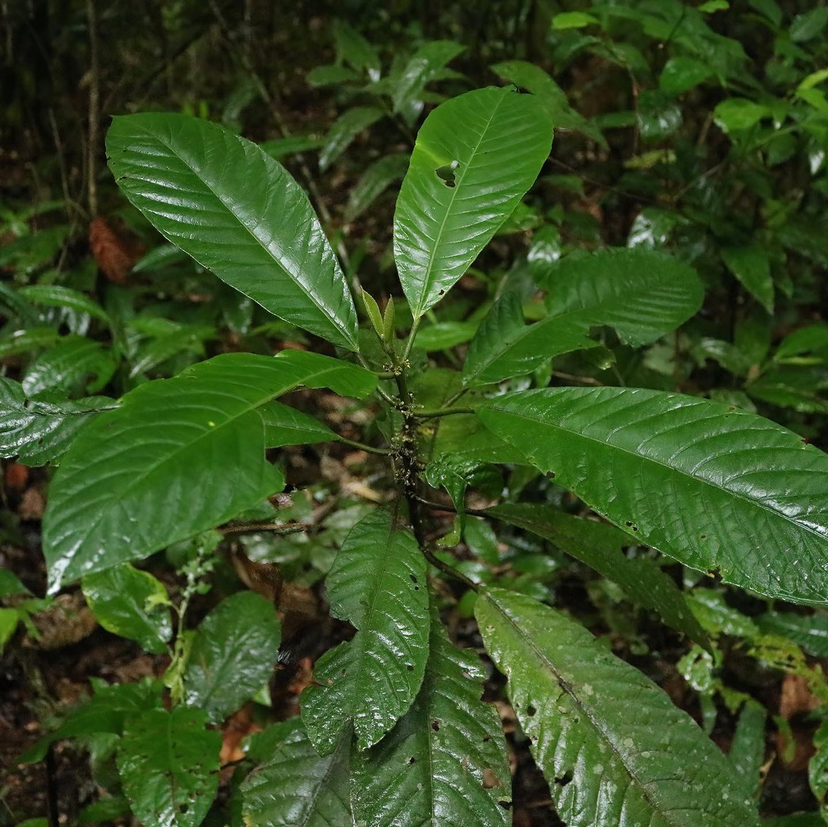 jason_nge's tweet photo. Siparuna (possibly S. cuspidata, #Siparunaceae, #Magnoliids), with tiny small yellow flowers along the branches, found in the Amazon rainforest. The family is sister to #Gomortegaceae and #Atherospermataceae, families that are not commonly known.
#Siparuna #botany #Cuyabeno https://t.co/kYCGNJMd3k