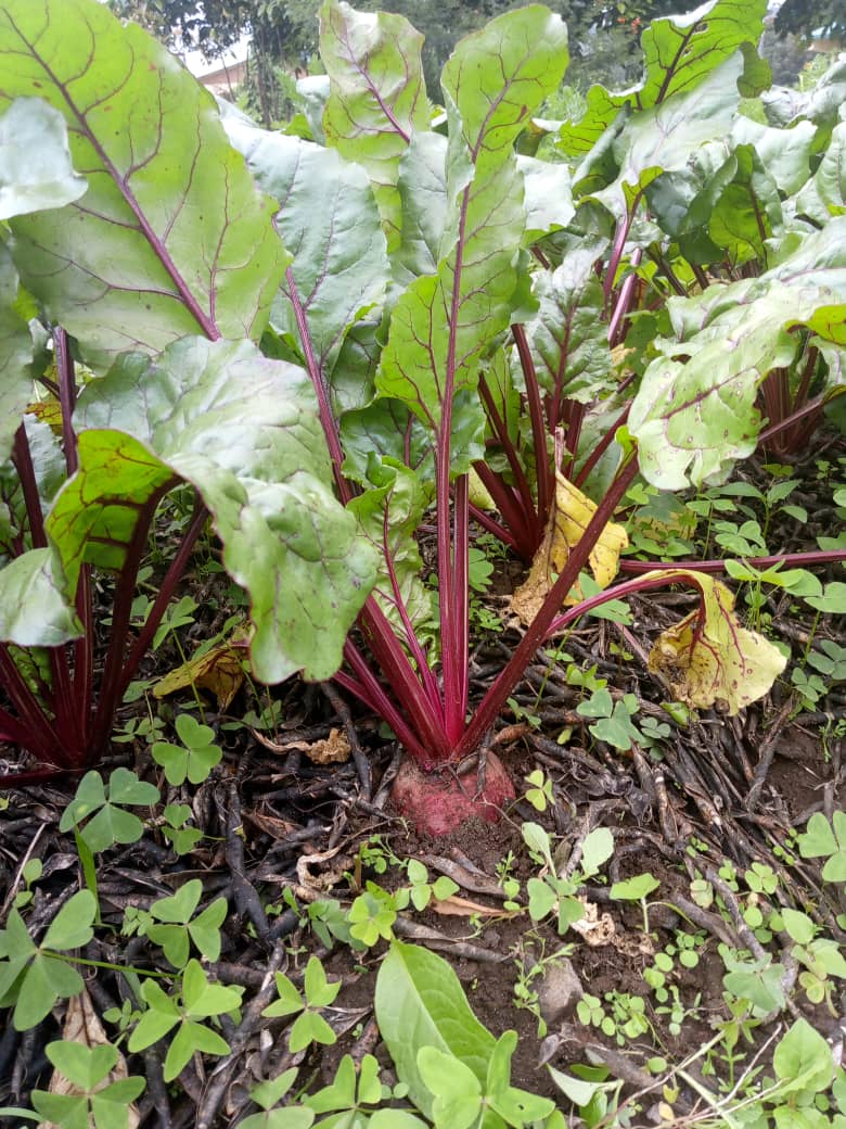 AGRIRESEARCHLtd's tweet photo. To enhance #SoilHealth &amp;achieve sustainable high productivity,we practice #regenerativeagriculture, which involves #doubledigging tillage practices. It is the digging up to 60cm deep to increase organic matter content&amp;improve soil structure,resulting in softer &amp; healthier soil. https://t.co/HcypNHAG7D