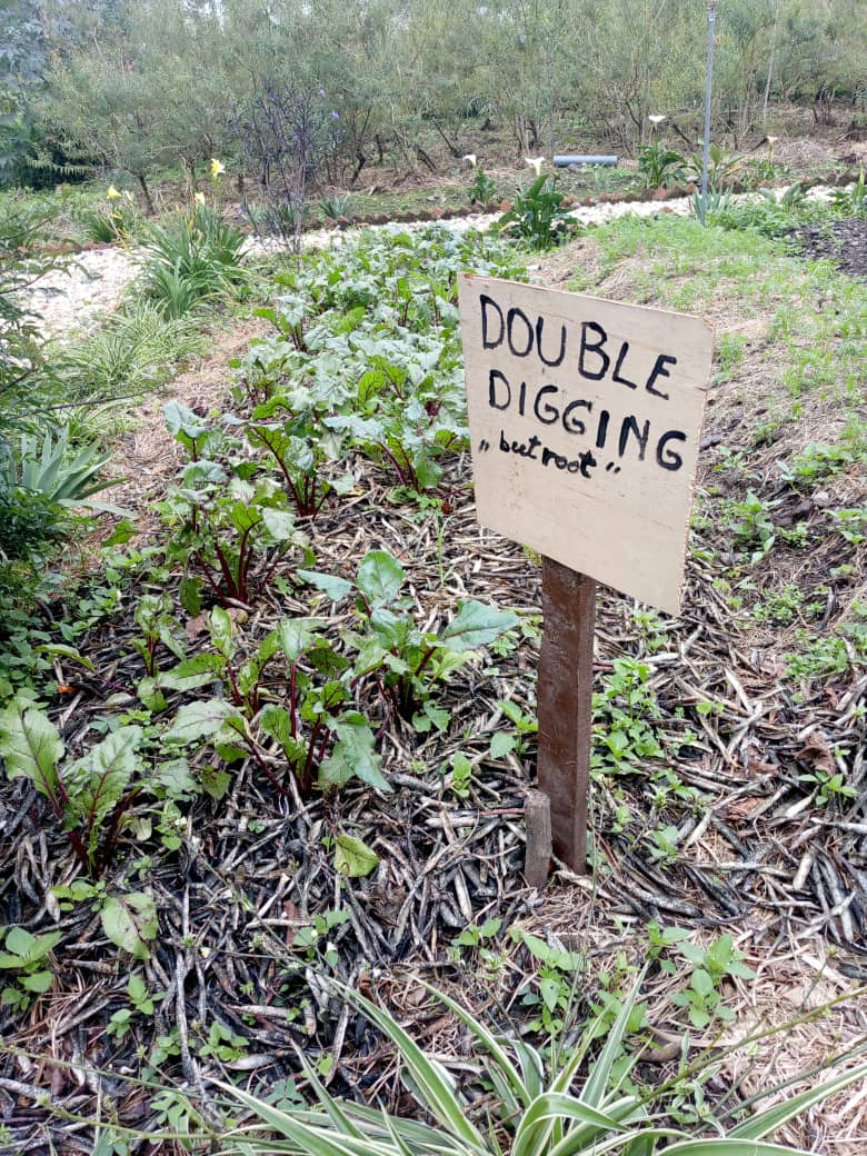 AGRIRESEARCHLtd's tweet photo. To enhance #SoilHealth &amp;achieve sustainable high productivity,we practice #regenerativeagriculture, which involves #doubledigging tillage practices. It is the digging up to 60cm deep to increase organic matter content&amp;improve soil structure,resulting in softer &amp; healthier soil. https://t.co/HcypNHAG7D
