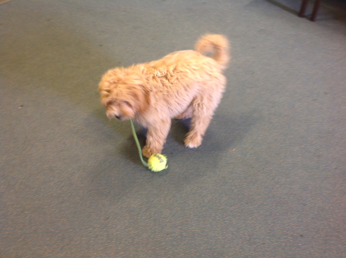 CanonYearTwo's tweet photo. Year 2 have enjoyed a lovely visit from Lottie. 🐶 she enjoyed hearing all about our history and science learning. @LT_Trust  @CanonSharples https://t.co/ce4Z6jSZkG