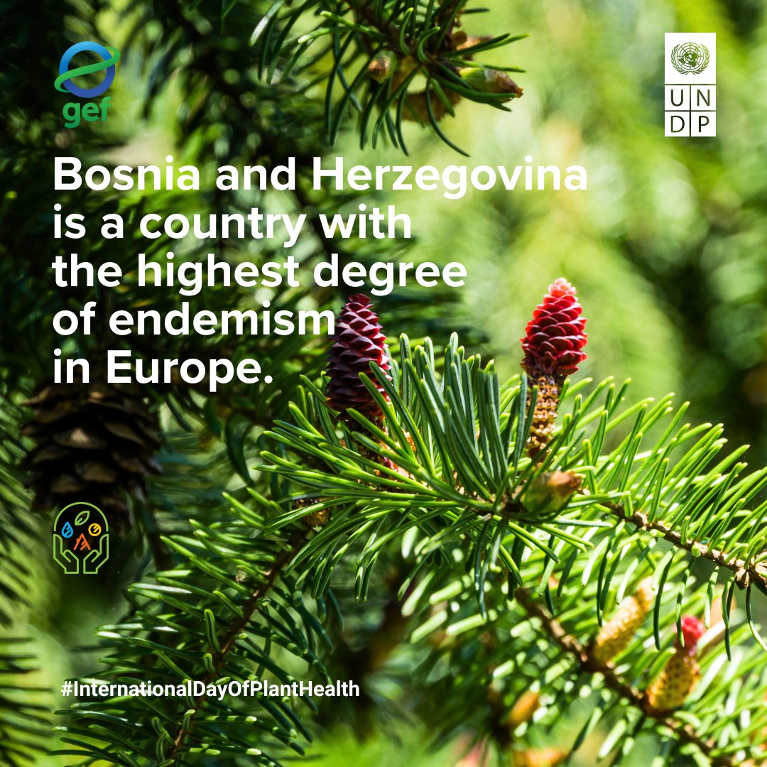 UNDPBiH's tweet photo. By safeguarding the #health of plants, we can address food insecurity,📉poverty, preserve #biodiversity &amp; the #environment, &amp; stimulate economic📈.

Healthy🌱➡️Healthy🌍➡️Healthy Lives🙌

#IDPH2023 #SustainabilityofProtectedAreas
👉https://t.co/zF44JJdFc0 https://t.co/kc4z2sWiX1