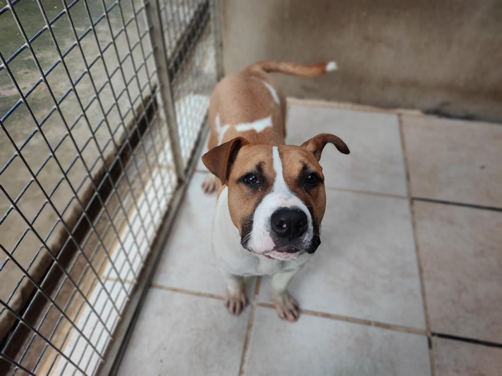 Donuts est un gentil chiot qui s'entend avec les chiens. Il va avoir une diagnose a la charge des adoptants a faire entre ses 8 et 11 mois. Il peut être catégorisé.
Obligatoire depuis le 01/10/2022, il vous fau... En savoir plus : la-spa.fr/app/animal/don… #LaVieQuilsMéritent