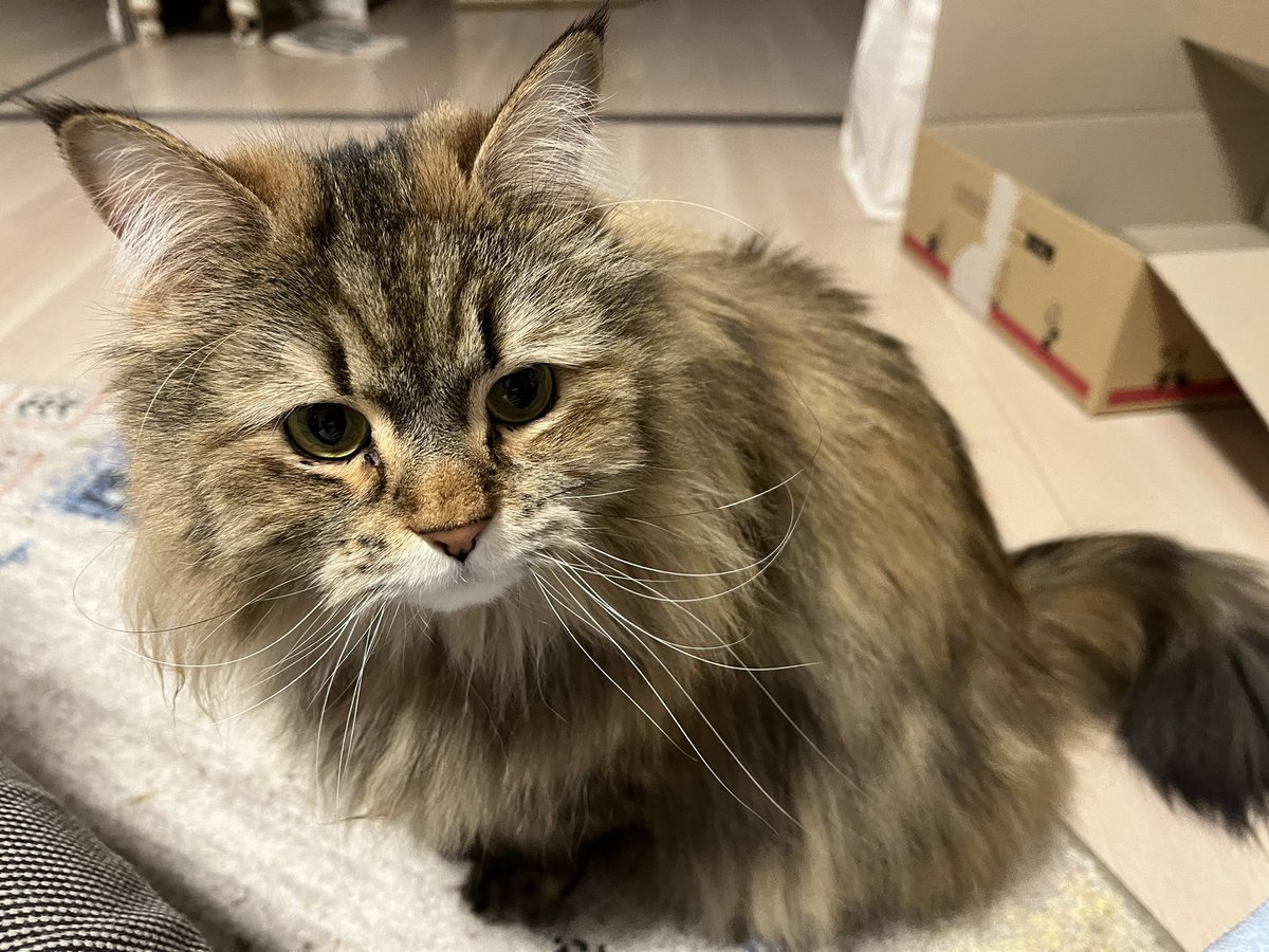 Watage826's tweet photo. きょうで4歳を迎えたわたげさん🐈本当に毎日、飼い主を幸せな気分にしてくれてありがとう〜！！！おもちゃを買って帰ってきたよ！！これからもいっぱい遊ぼーう🙌 #サイベリアン #ねこのいる暮らし https://t.co/9DV8U40vWY