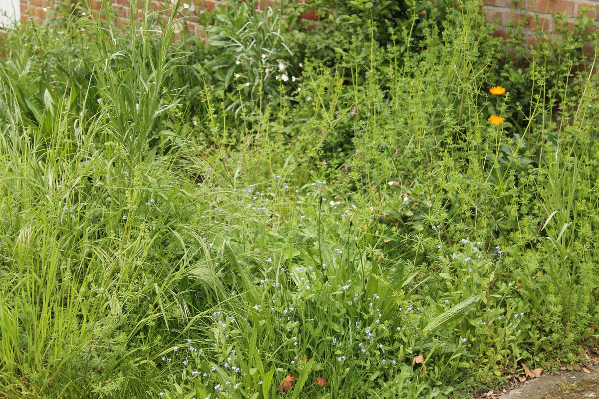 JiscaDijk's tweet photo. #Adoptietuintjes #Maaimeniet #Wildetuin #Insectentuin #groenstrook #takkenril
Helemaal tevreden met mijn strookjes voormalig gemeente gazon: margrieten, paardenbloemen, walstro, vergeetmenietjes, ereprijs, madeliefjes en er komt nog veel meer 😊
>>>>> https://t.co/zqprpStnNe