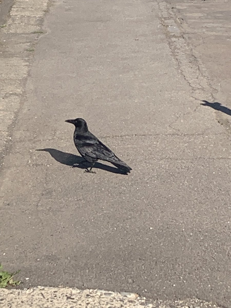 Kllover_Vlrt's tweet photo. 北海道での写真があまりにも無かったので、道端で見つけたカラスを投下します
#ZETAWIN #crowWIN https://t.co/JYKUOs90j4