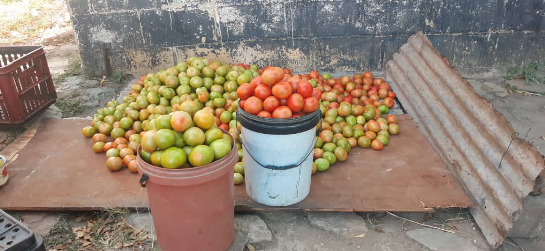 _wallflower_98's tweet photo. Juicy organic red tomatoes @ US$10 for 20L bucket. Delivery at Hillside Shops, PicknPay Bradfiled or anywhere in Byo town (where paying for parking is not required). 

Spread the word Bulawayo ☺️ https://t.co/unfW0ow7fJ