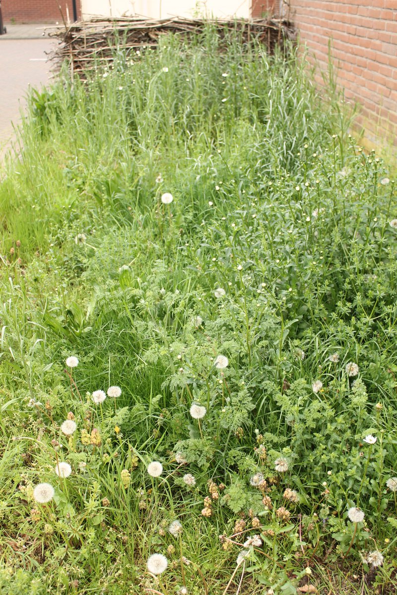 JiscaDijk's tweet photo. #Adoptietuintjes #Maaimeniet #Wildetuin #Insectentuin #groenstrook #takkenril
Helemaal tevreden met mijn strookjes voormalig gemeente gazon: margrieten, paardenbloemen, walstro, vergeetmenietjes, ereprijs, madeliefjes en er komt nog veel meer 😊
>>>>> https://t.co/zqprpStnNe