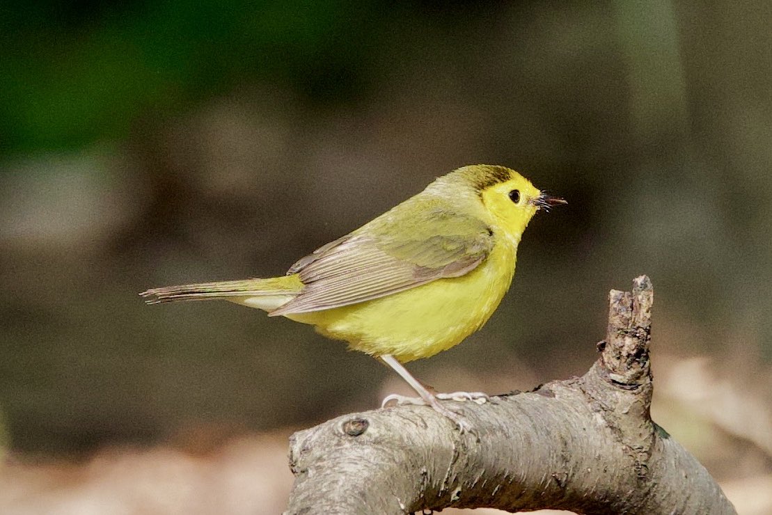 Hooded Warbler - a dazzling display. She hopped around the undergrowth, right in front of us, for what seemed an age. #hoodedwarbler #centralpark #audobonsociety #woodwarblers #birdcpp
