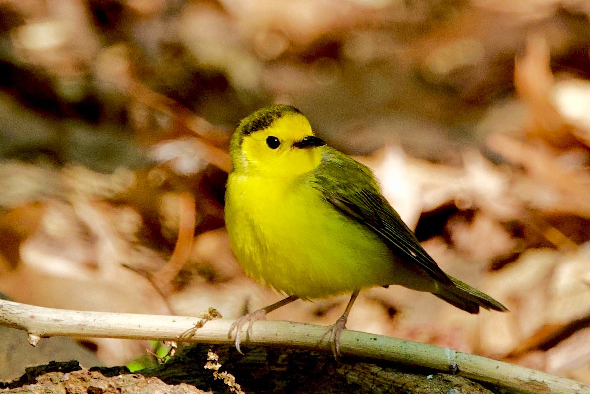 markgoldstone's tweet photo. Hooded Warbler - a dazzling display. She hopped around the undergrowth, right in front of us, for what seemed an age. #hoodedwarbler #centralpark #audobonsociety #woodwarblers #birdcpp https://t.co/ZTo9GY1AhL