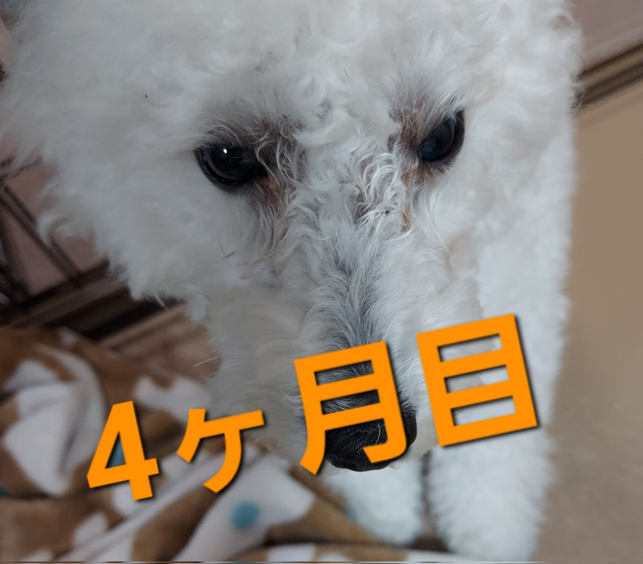 楽天市場】60枚 アイリッドラッシュ 犬猫用涙やけワイプジェル状