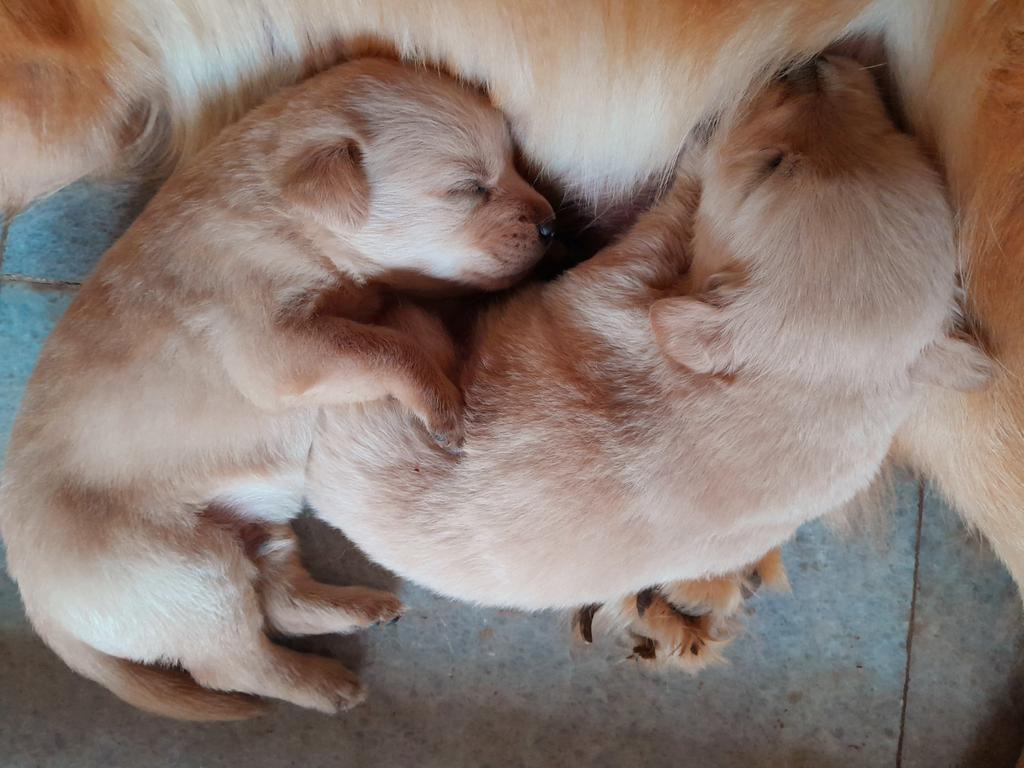 Abang Incon tweet media