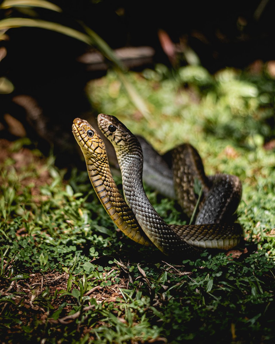 lemnsissay's tweet photo. The slithering lisp of gossip 
from the whispering  lifted one 
A forked tongue seeks the flesh 
And hearts afresh to feed upon 

(Photo by Sandaru Muthuwadige from Pexels) https://t.co/GqjNngrZWE