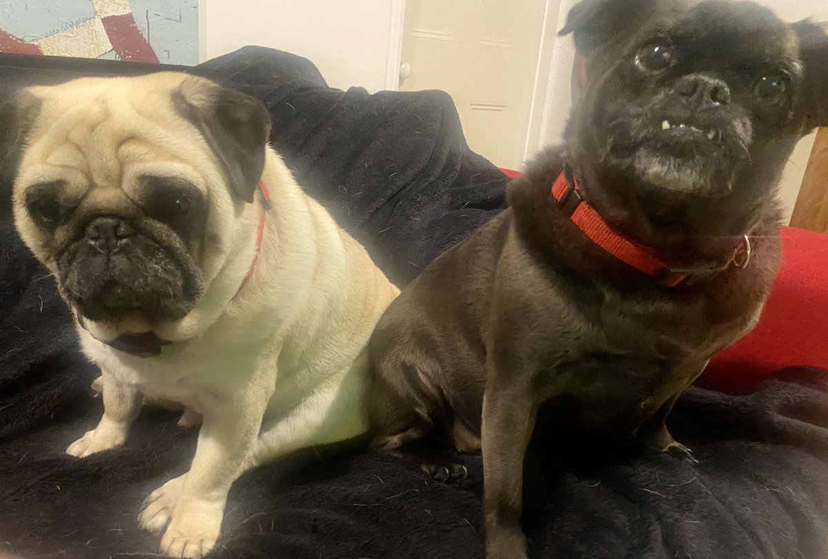 kateinthebay's tweet photo. I just told the dogs & Edna is confused and Ted doesn’t care. -#tedna https://t.co/jHqnZ6kjuN
