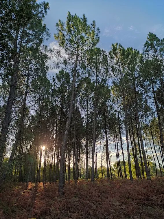 [Le saviez-vous ? 💡] En juin 1857 est votée la loi relative à l’assainissement et à la mise en culture des Landes de Gascogne. Son objectif : assainir et assécher le secteur, zone marécageuse où sévissait encore le paludisme🦟, en reboisant 1 million d'hectares.
#LaForêtEnsemble
