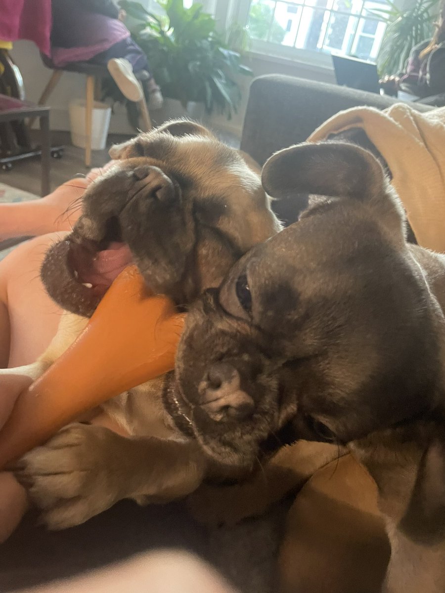 TFrugellis's tweet photo. Me &amp; sky do eeeevrything together now! Didn’t take long as she saw how much of a good friend I am 🥰 
Chewing bones makes me sleepy 😴 - peach 🐾🐶

#frug #frenchie #pug #DogsofTwittter #dogsarelove https://t.co/8LEa3IeP6L