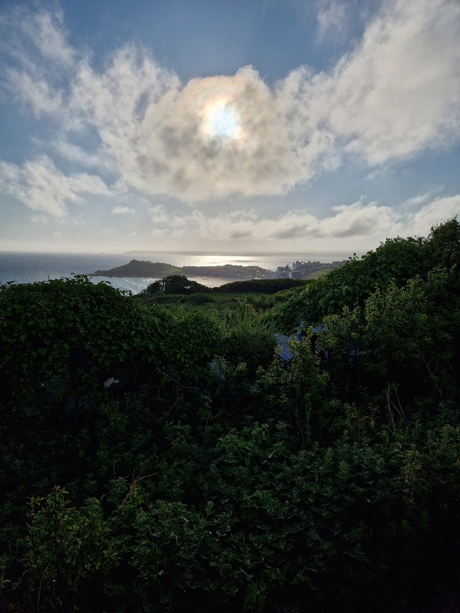Good morning St. Ives.
#rhucello #rhubarb #yorkshire #wakefield