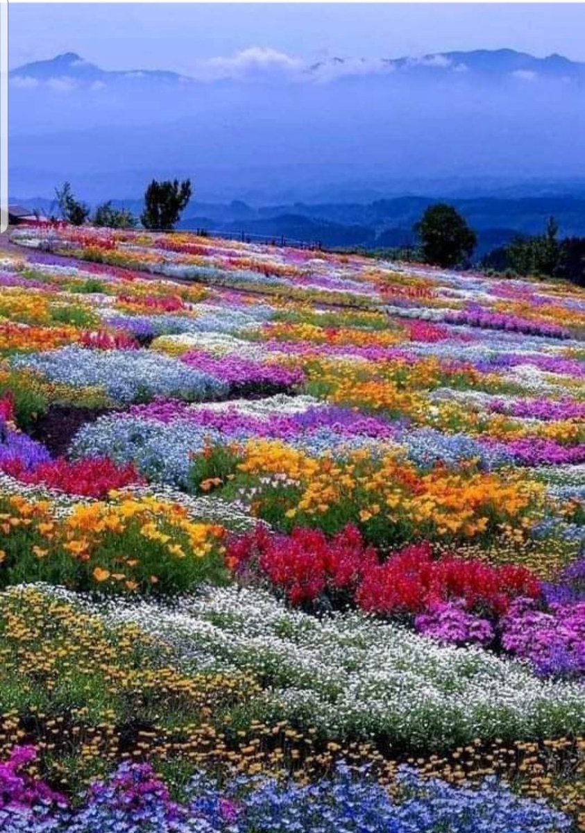 🍃💐🍃💐xxJazz🍃💐🍃💐 (@giusy22530710) on Twitter photo 