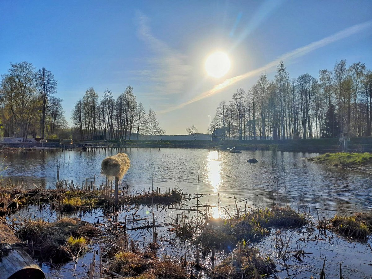 saimaanVSY's tweet photo. Paitsi että Lemillä tehdään hyvää musaa, myös vesiensuojelua paikallisten ihmisten, yhdistysten ja kunnan yhteistyönä! Suntianlahden kosteikon kehittämistä jatkettiin putkipesien asennuksella ja penkereiden kylvötöillä. #vesmo #hiilestakiinni #kosteikot #monimuotoisuus #lemi https://t.co/BpOtgyAbHx