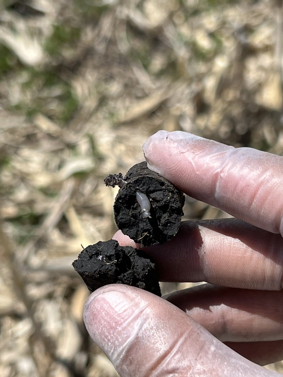 #Spring soil sampling is done. These undergrad students are amazing. They are interested in learning about #soilhealth in a wide-row #corn 🌽 production system integrated with #perennial #covercrops and #poultry 

Thanks to <a href="/scott_bluedirt/">Scott Haase</a> and <a href="/MNagriculture/">Minnesota Department of Agriculture</a>