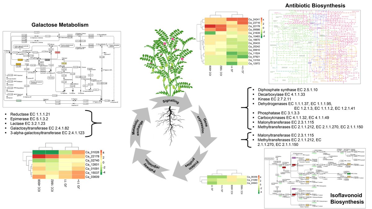 RutwikBarmukh's tweet photo. Do you know what makes #chickpeas tolerant to drought stress? ๐ฑ
In our new article in @plantgenome, we integrated #multi_omics approaches to uncover potential genes and #drought stress response mechanisms in chickpeas.
@ICRISAT @MU_CCFI_Biotech
๐https://t.co/xz3Lub1uEO https://t.co/ALZTUS8Pna