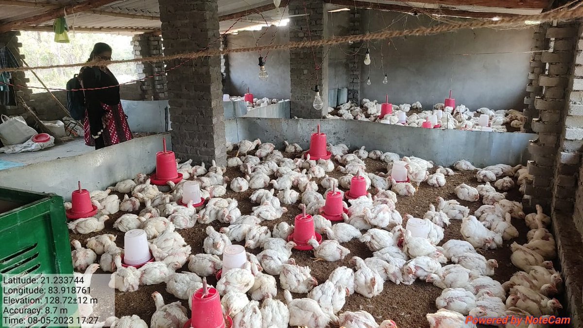 Maa Durga SHG is doing Broiler chicken farming of 1000 units promoted by Mission Shakti with the help of OFSDP-II @pccfodisha @PCCFWL_Odisha @RccfRourkela @DmSambalpur @DFOBalangir @DFOAngul @DFOSouthPanna @dfobhmpr @DfoKeonjhar @DeogarhDfo @DfoBonai @NayagarhDFO2 @MalkangiriDfo