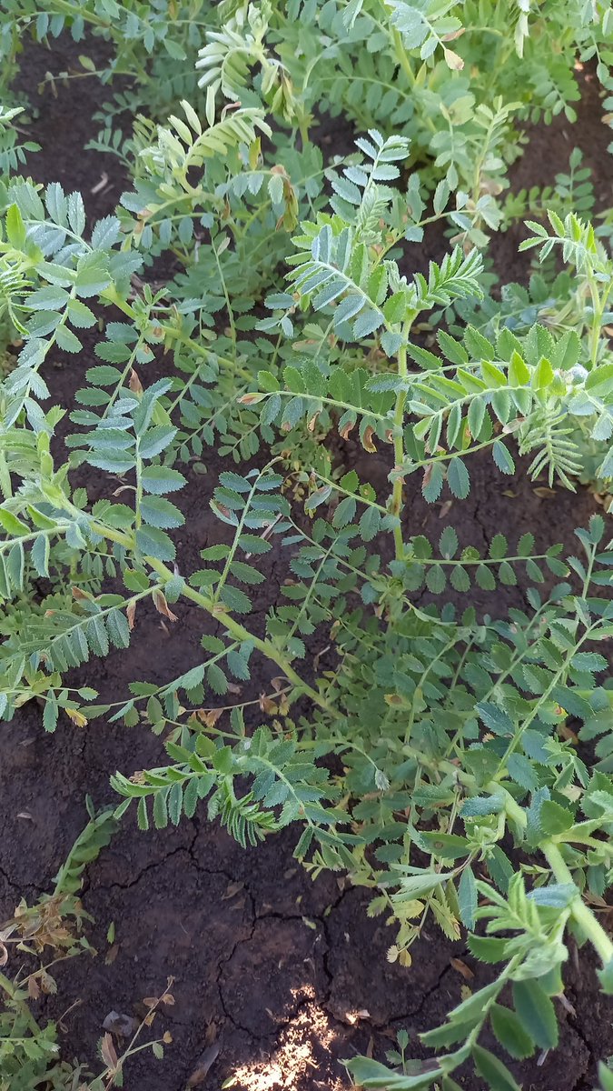 Les différences de comportement #variétal dans l'#essai #PoisChiche du <a href="/CDPMagri/">CDPM</a> sont majeures ! Précocité, qualité des semences et sensibilité à l'#ascochytose sont déjà évaluables. <a href="/terresinovia/">Terres Inovia</a>