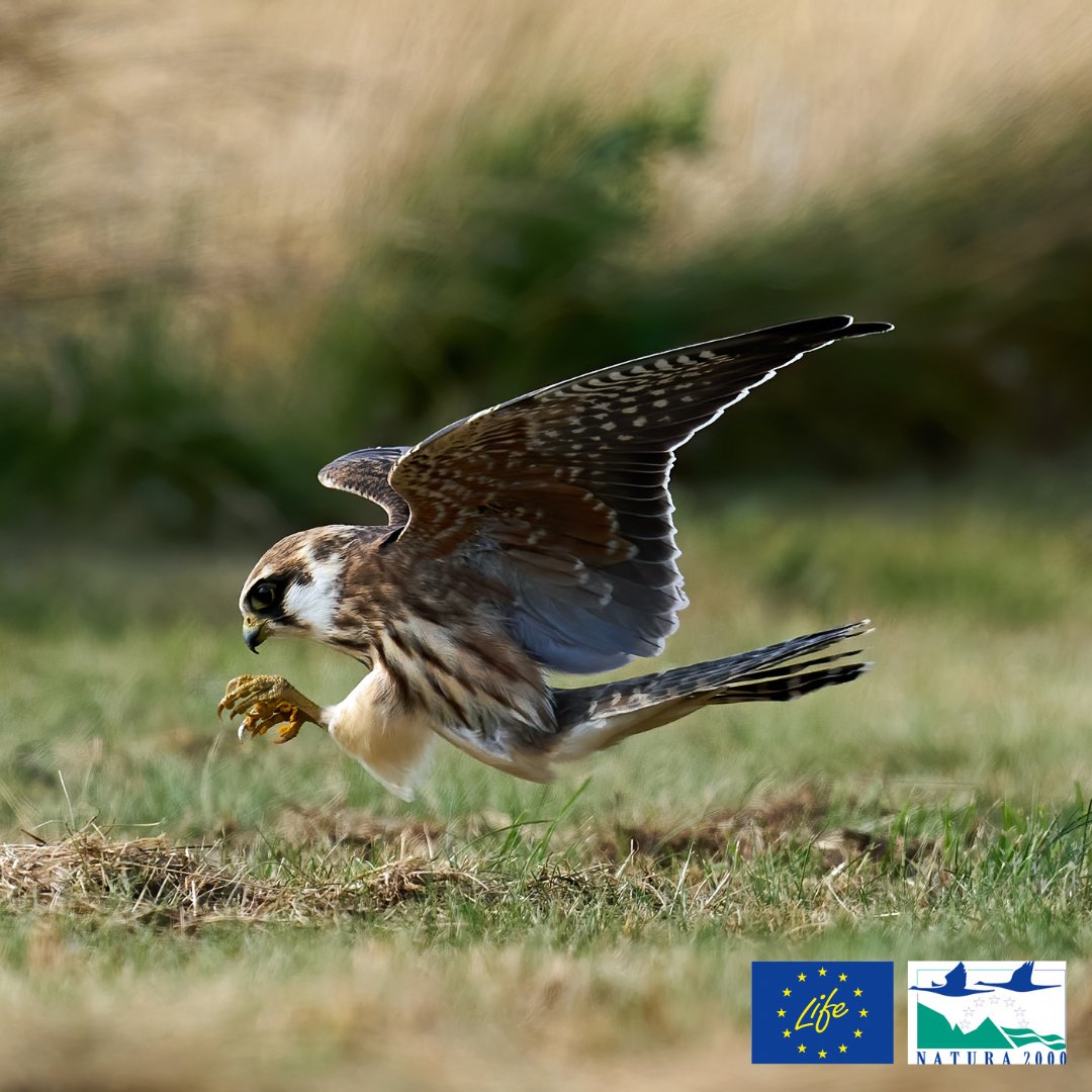 LIFEProgramme's tweet photo. The number of red-footed falcons in 🇧🇬 has plummeted in the last 20 years, with only a few known pairs left

To counter this trend, our #LIFEproject LIFE DANUBE FREE SKY installed 27 🆕 artificial nest boxes to provide suitable habitats for these birds 
👉 https://t.co/AMjDJ1AavZ https://t.co/a1m89pcMGh