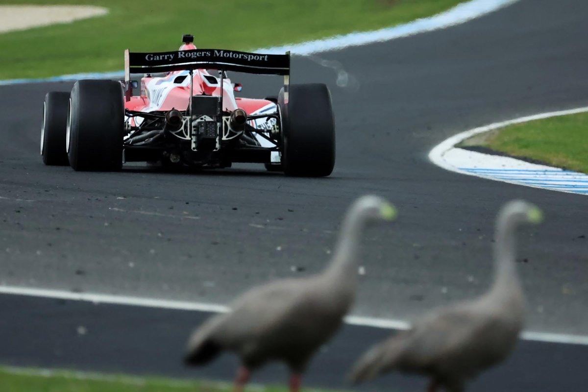 S5000AU's tweet photo. 🏎 Cape Barron Geese
🏎 Vortices' off the rear wing
🏎 Huge load though the Hoosier tyres

S5000 at Phillip Island: It's Wild. 

📸 Nathan Wong 

#S5000 #SpeedSeriesAU #StanSportAU https://t.co/mWSrOGtAdb