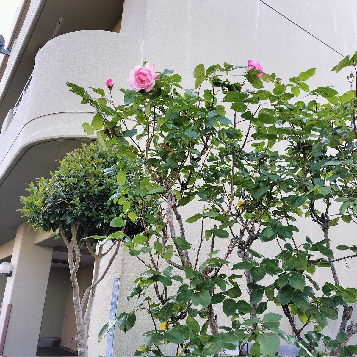 ﾋﾟﾝｸﾛｰｽﾞ - Search / X