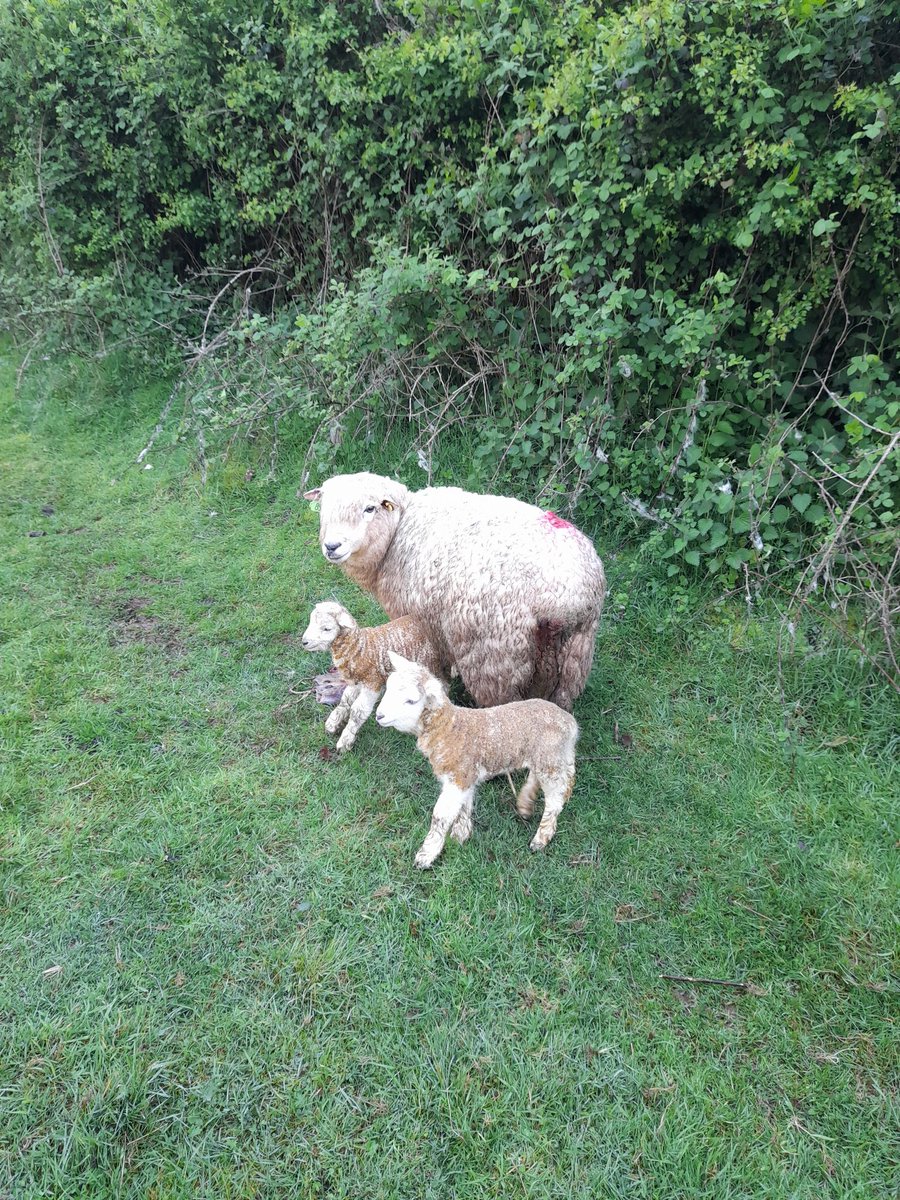 #Lambing23 done. This one has been hanging on for a few days but has produced a pair of good lambs.
