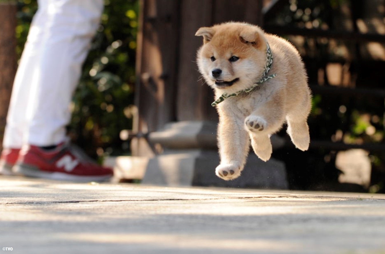 豆助 豆助 -Mamesuke- 公式 on X: 