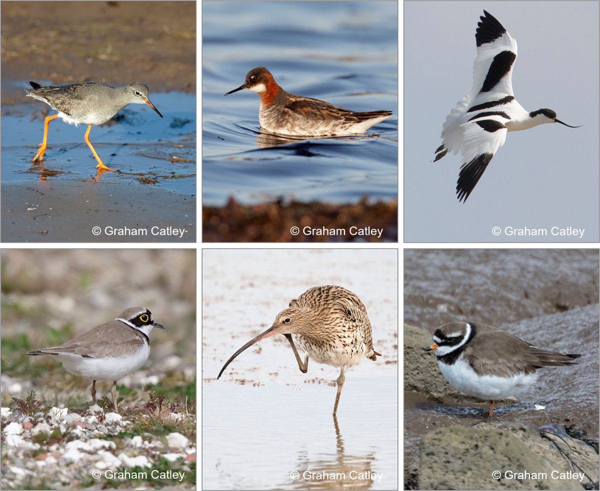 There are ELEVEN #waders on the UK Red List 🟥
Can you name them?
Answers here and explanations why they have 'earned' their places:
wadertales.wordpress.com/2022/10/04/uk-…
** Clue ** 
Three of these species 👇 are on the list and three are not.
#shorebirds #ornithology