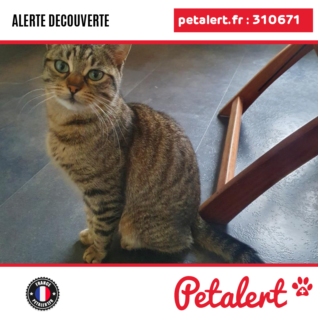petalert_france's tweet photo. Trouvé #Chat #Vosges #ThaonLesVosges #Petalert  #PetAlert88 / https://t.co/6j12AHndJP https://t.co/aQdGhxusEz