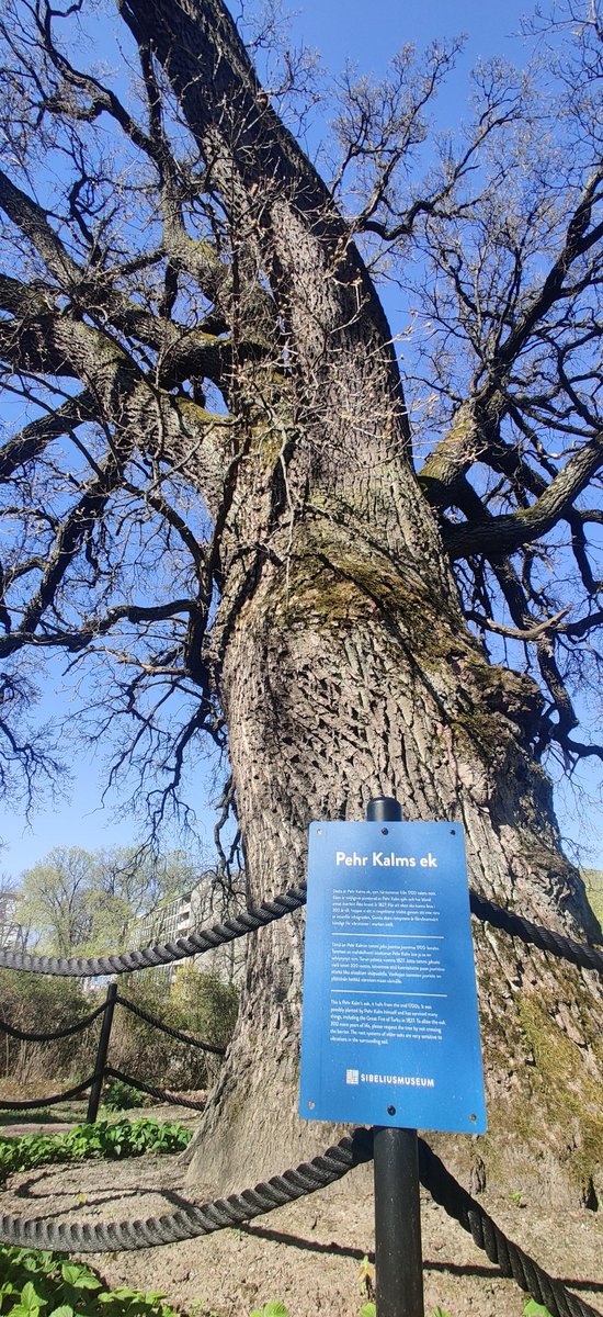 Perinteisellä Kalmin tammen tervehdyskäynnillä näin Snellmannin päivänä.