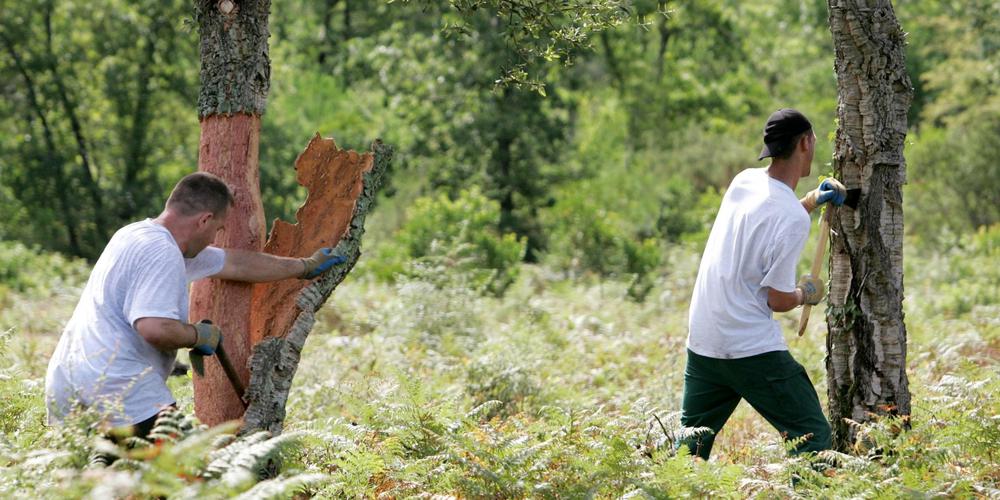 SO_Landes's tweet photo. « Il s’adapte mieux au changement climatique » : le chêne-liège, l’avenir de la forêt en Marensin ?
https://t.co/KJsCKpCLEx https://t.co/CoYctIYScm
