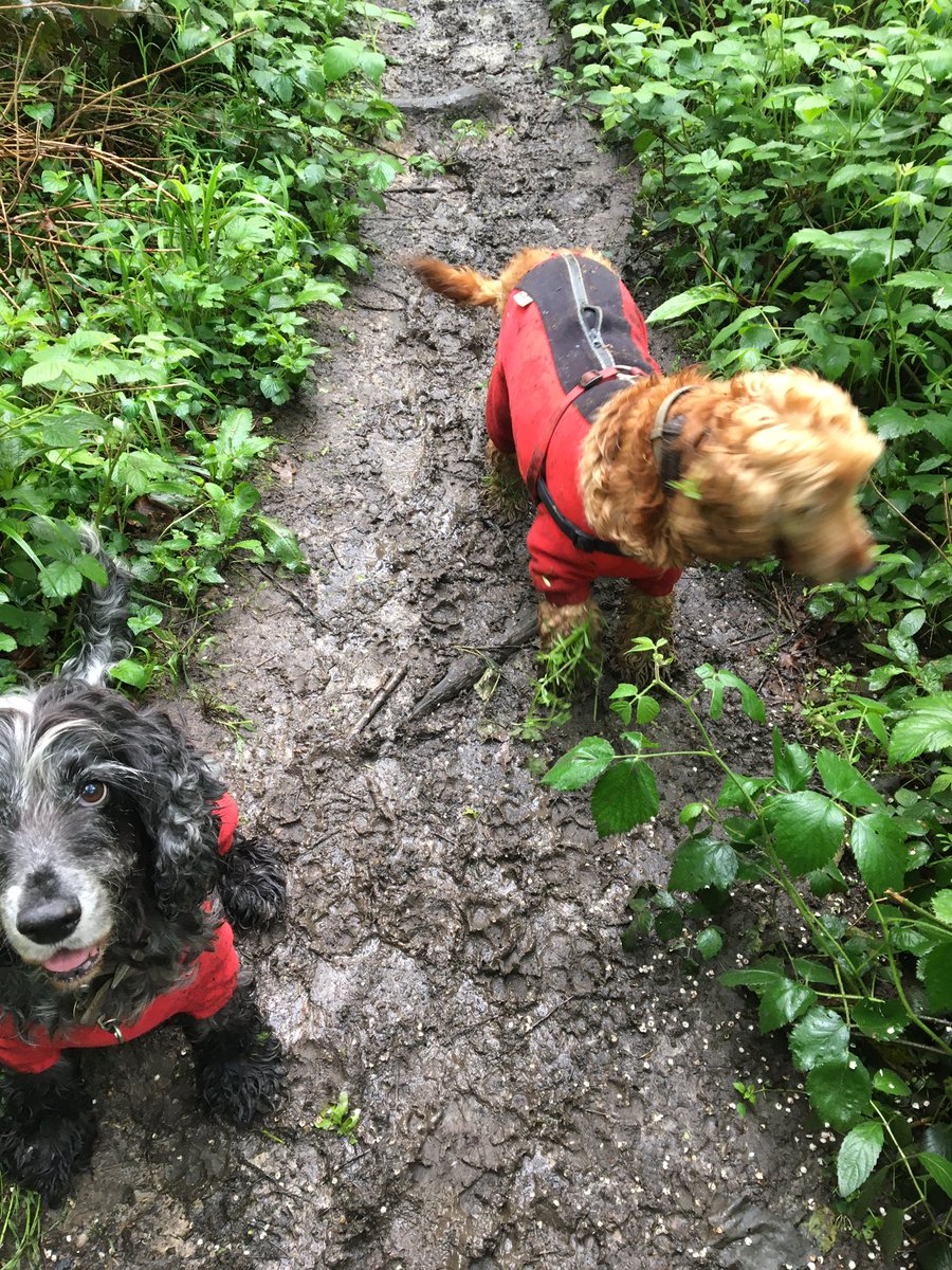 ItsjusttheOb's tweet image. Please leave some behind for others Chester , #Spaniel #Spanners